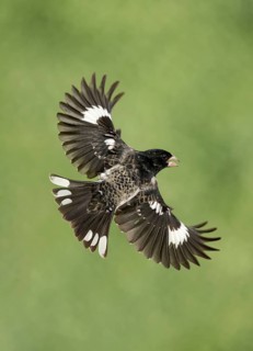 Rose-breasted Grosbeak (Pheucticus ludovicianus) male flying, Texas, USA
