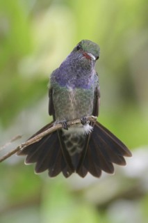 Sapphire-spangled Emerald (Amazilia lactea), Manu National Park, Peru