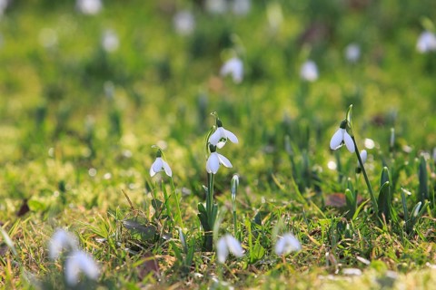 Snowdrop (Galanthus nivalis), North Rhine-Westphalia, Germany