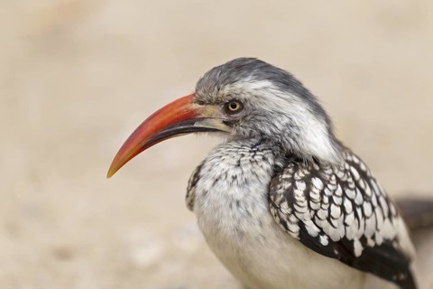 Northern Red-billed Hornbill (Tockus erythrorhynchus), Kruger Park, South Africa
