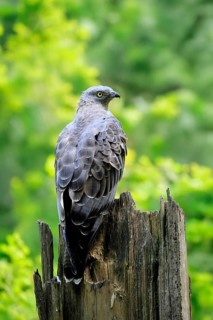 Honey buzzard (Pernis apivorus), adult, perch, vigilant, in summer, Šumava, Czech Republic