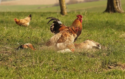 Domestic chicken (Gallus gallus domesticus) organic farming, free-range chickens and rooster