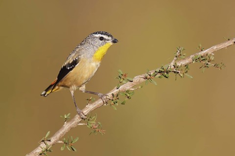 Spotted Pardalote (Pardalotus punctatus) male, Victoria, Australia