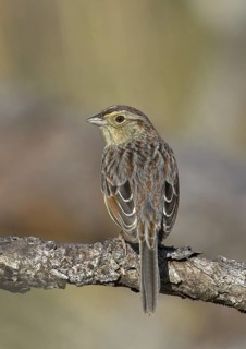 Bachman's Sparrow (Peucaea aestivalis), Florida, USA