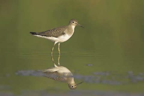 Solitary Sandpiper (Tringa solitaria), Ontario, Canada