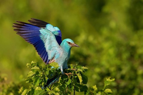 European roller (Coracias garrulus), on perch, Tower Hide, Tiszaalp-r, Kiskuns-gi National Park,