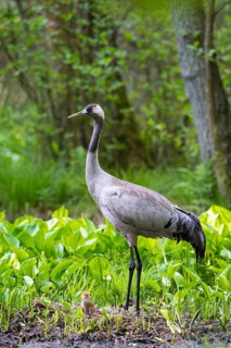 Crane (gurs grus) in nest with chicks, Feldberger Seenlandschaft, Mecklenburg-Vorpommern, Germany