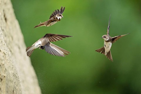 Sand martins (Riparia riparia), in flight, Reussegg nature reserve, Canton Aargau, Switzerland