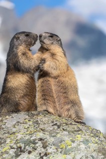 Two adult Alpine Marmot, Marmota marmota, standing erected on a rock. Grossglockner Mountain in the