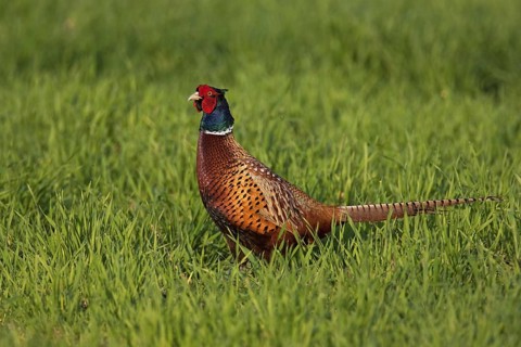 Common Pheasant (Phasianus colchicus) male, Lake Neusiedl, Austria
