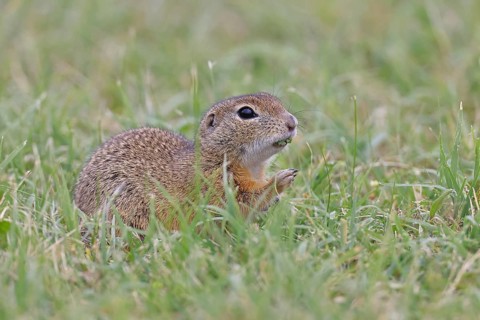 European ground squirrel (Spermophilus citellus) in a meadow, Burgenland Austria