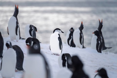 Chinstrap penguin (Pygoscelis antarctica) standing among gentoo penguins (Pygoscelis papua) in the