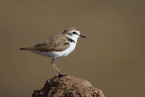 Kentish Plover (Charadrius alexandrinus) female, Lesvos, Greece