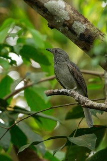 Screaming Piha (Lipaugus vociferans) perched on a branch in the rainforest of Guyana