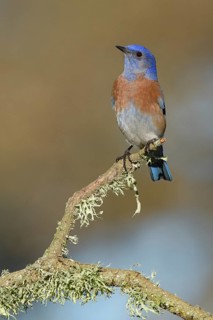 Western Bluebird (Sialia mexicana) male perched on a branch, California, USA