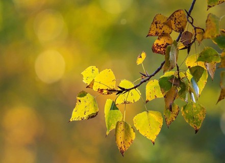 Laubwald mit Ästen bunter Herbstblätter einer Pappel (Populus spec.) in gelben und roten Farben im