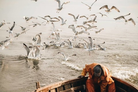 Traditional herring fishing in the Baltic Sea, near Carnikava, Latvia. A fisherman in a wooden boat