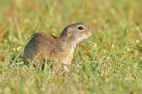 European ground squirrel (Spermophilus citellus) in a meadow, Burgenland Austria