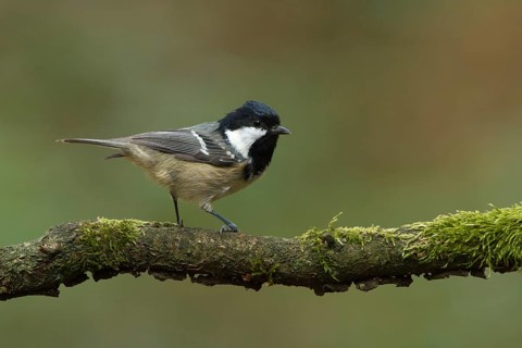 Coal Tit (Periparus ater), Utrecht, Netherlands