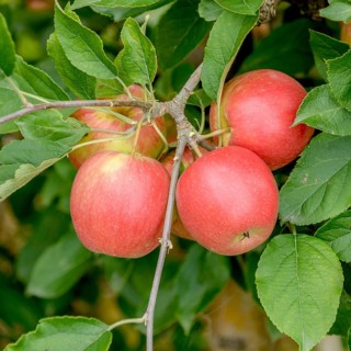 Apple (Malus domestica 'Pikosa'),  Germany