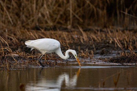 Great White Egret (Egretta alba) Germany