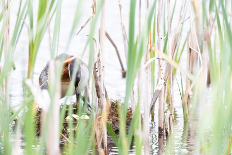 Red-necked Grebe (Podiceps grisegena) standing over its nest and looking at the eggs, Virkkula,