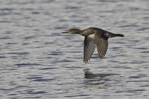 Hooded Merganser (Lophodytes cucullatus) female flying, British Columbia, Canada