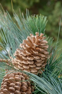 Jeffrey Pine (Pinus jeffreyi), viewing garden Fachhochschule W, Germany