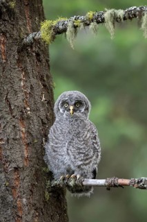 Great Grey Owl (Strix nebulosa) juvenile perched on a branch, British Columbia, Canada