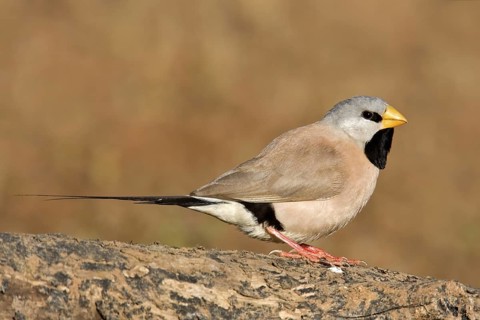 Long-tailed Finch (Poephila acuticauda), Kimberley, Western Australia, Australia