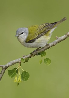 Tennessee Warbler (Leiothlypis peregrina), Texas, USA