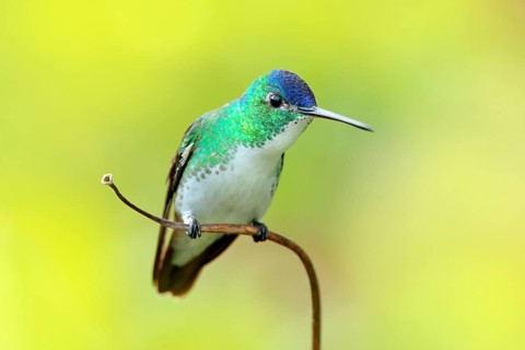 Hummingbird from Colombia. Andean Emerald, Amazilia franciae, with pink red flower, clear green