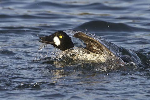 Common Goldeneye (Bucephala clangula) male, British Columbia, Canada