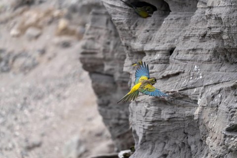 Rock parakeet (Cyanoliseus patagonus) in flight in front of cliffs with nesting caves, other