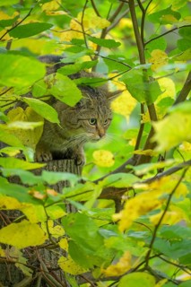 European wildcat or forest cat (Felis silvestris) in the wildcat enclosure at the Thayatal National