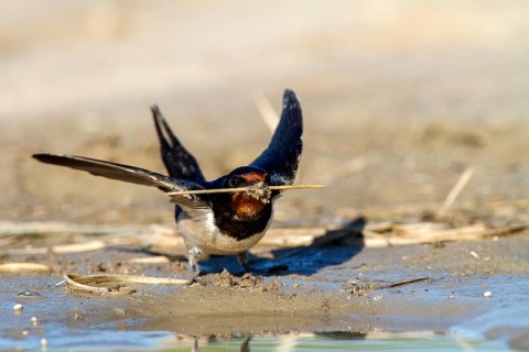 Barn Swallow (Hirundo rustica) looking for nesting material, Andalusia, Spain