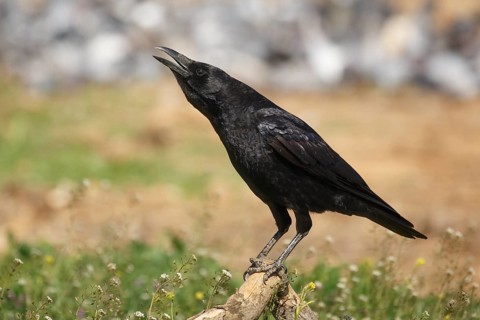 Carrion Crow (Corvus corone), Spain