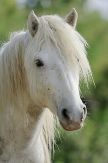 Camargue horse, portrait, Camargue, Provence, South of France