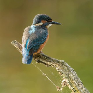 Kingfisher (Alcedo atthis) sitting on an old branch, perch and looking for prey, Lower Saxony,