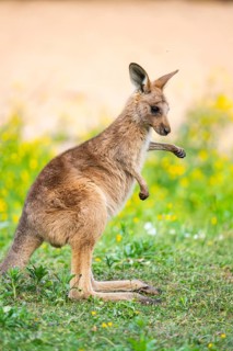 Eastern Gray Kangaroo (Macropus giganteus) youngster sitting on a meadow, captive, Germany