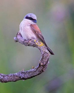 Red-backed Shrike (Lanius collurio) male, Saxony-Anhalt, Germany