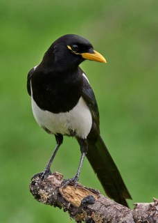 Yellow-billed Magpie (Pica nuttalli)