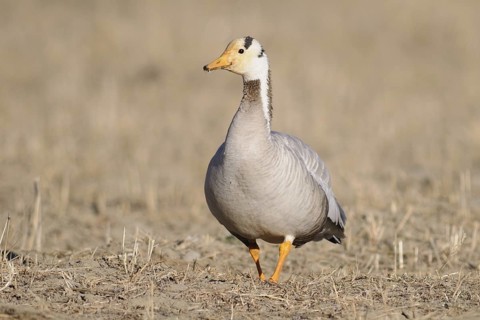 Bar-headed Goose (Anser indicus), Tibet, China