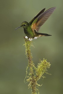 Buff-tailed Coronet (Boissonneaua flavescens), Ecuador