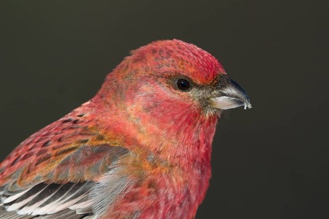 Pine Grosbeak - Hakengimpel - Pinicola enucleator, Finland, adult male