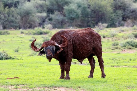 Cape buffalo (Syncerus caffer), adult, foraging, after mud bath, Mokala National Park, Northern