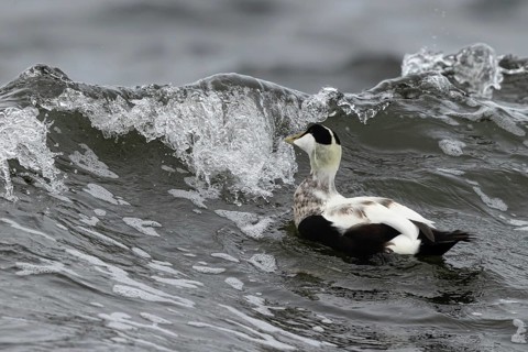Common Eider (Somateria mollissima) male, Smaland, Sweden