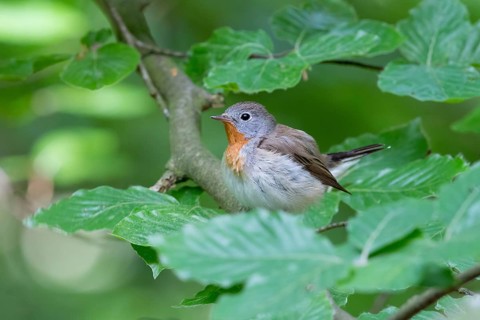 Red-breasted Flycatcher (Ficedula parva) male perched on a branch, Mecklenburg-Western Pomerania,