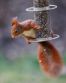 Squirrel (Sciurus), Germany