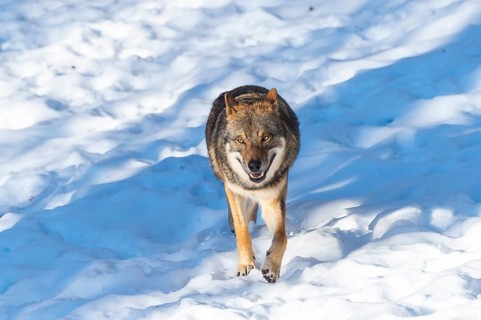 European gray wolf (Canis lupus lupus) walking in a forest in winter, snow, Bavaria, Germany